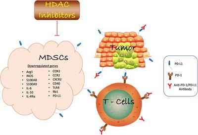 Regulating Histone Deacetylase Signaling Pathways of Myeloid-Derived Suppressor Cells Enhanced T Cell-Based Immunotherapy